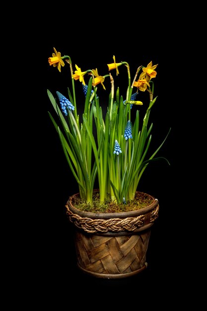 Spring flowers in pot