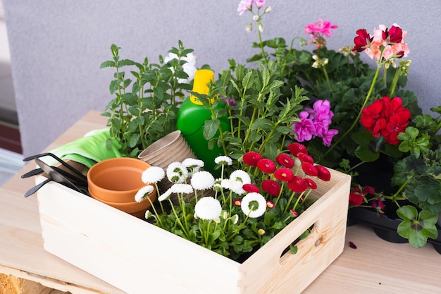 Spring flowers in pots ready for planting gardening
concept