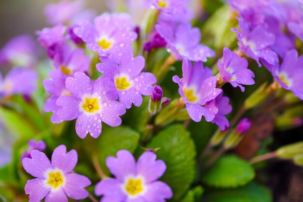 Spring flowers of primula juliae julias primrose or purple primrose with dew drops in the spring garden