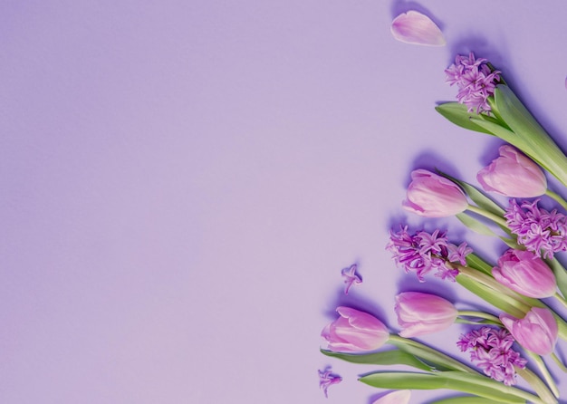 spring flowers on purple paper background