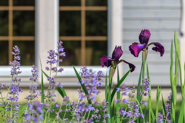 Весенние цветы фиолетовые сибирские ирисы и кошачья мята в яркий солнечный день на фоне красивого большого дома
