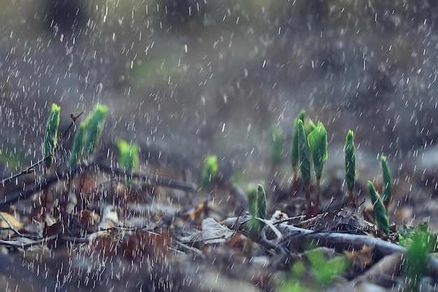 spring flowers rain drops, abstract blurred background flowers fresh rain