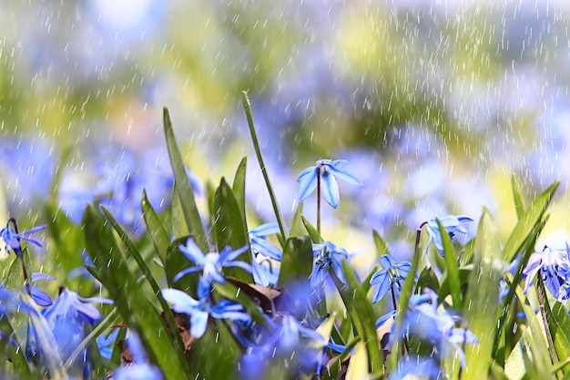 春の花雨滴、抽象的なぼやけた背景の花新鮮な雨