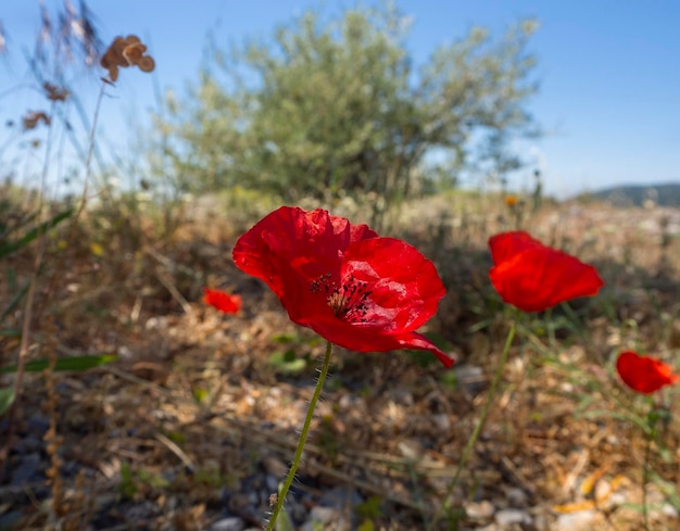 Spring flowers red poppies papaver on a country road among the mountains on a greek island in greece