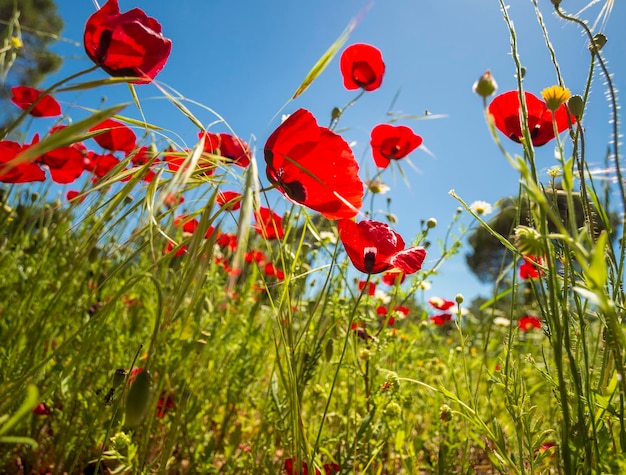 Весенние цветы красные маки Papaver на проселочной дороге среди гор на греческом острове в Греции