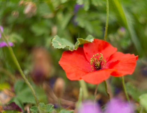 ギリシャの春の花赤いケシのポピー