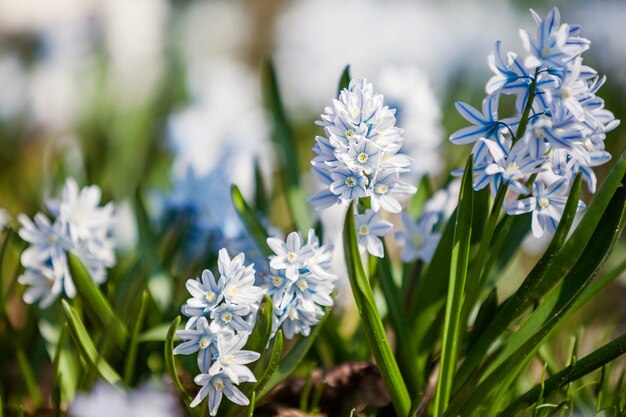 Primavera fiori scilla siberica