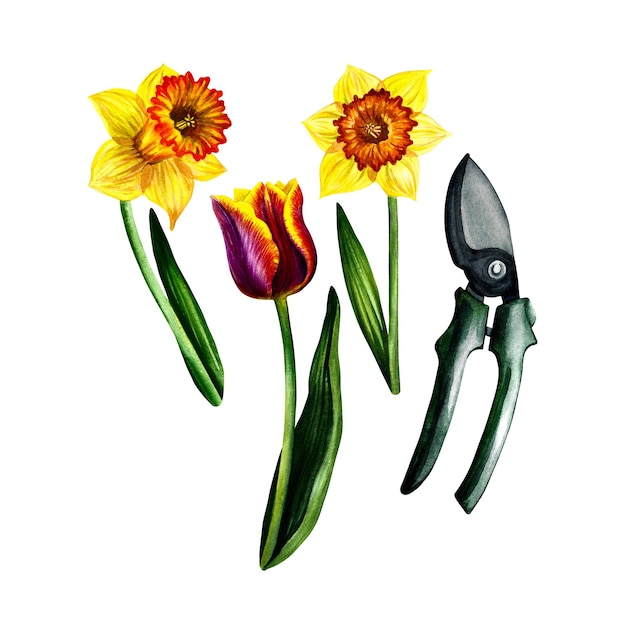 Spring flowers and secateurs, gardening. Watercolor illustration.