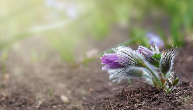 セレクティブフォーカスの春の花