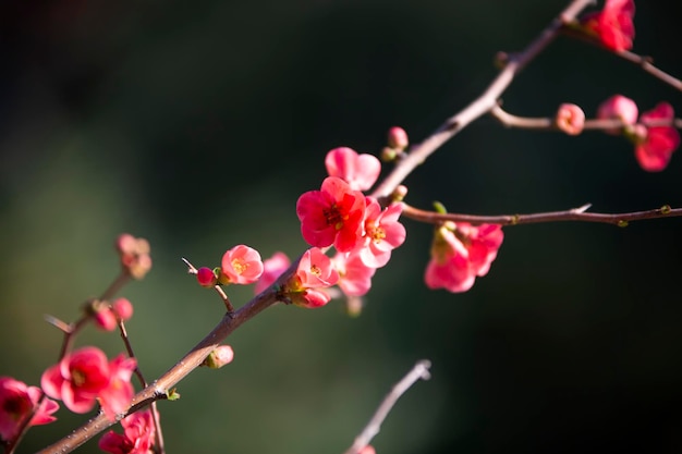 Bạn có muốn tìm hiểu về hoa xuân, những loài hoa đặc trưng của mùa xuân, mang đến vẻ đẹp tuyệt vời và cảm giác tươi mới cho cuộc sống hàng ngày không?