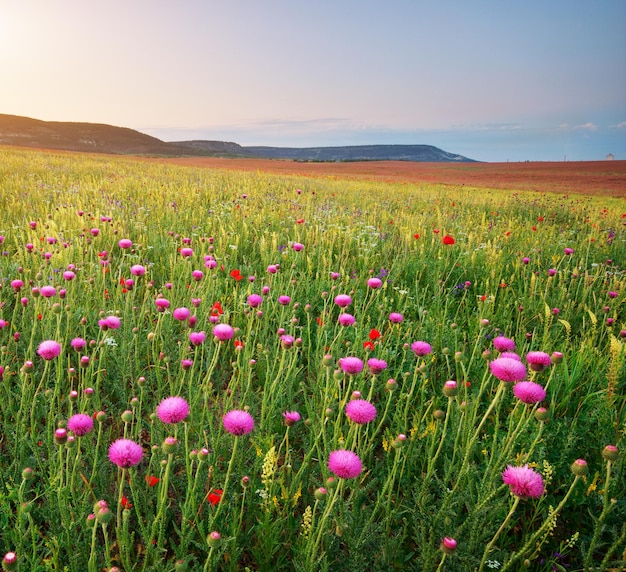 Spring flowers of silybum. Beautiful landscapes.