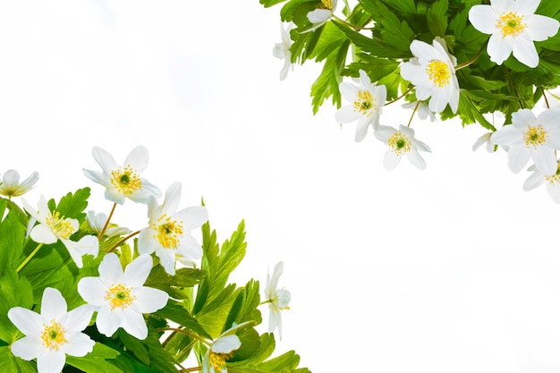 Spring flowers snowdrop nature