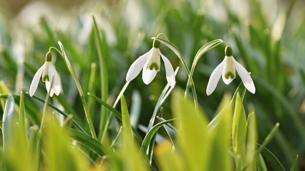 Fiori di primavera - snowdrops. bella fioritura nell'erba al tramonto. amaryllidaceae - galanthus nivalis