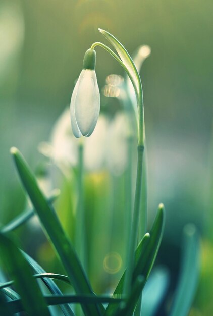 봄 꽃 스노드롭(Snowdrops) 일몰 때 풀밭에 아름답게 피어나는 Amaryllidaceae Galanthus nivalis