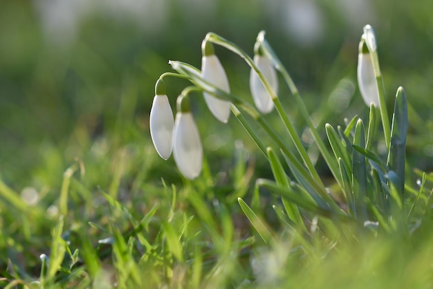 Spring flowers snowdrops Beautifully blooming in the grass at sunset Amaryllidaceae Galanthus nivalis