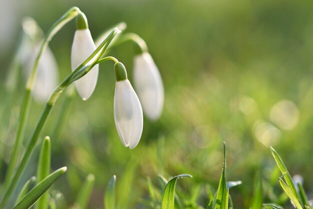 Spring flowers snowdrops Beautifully blooming in the grass at sunset Amaryllidaceae Galanthus nivalis
