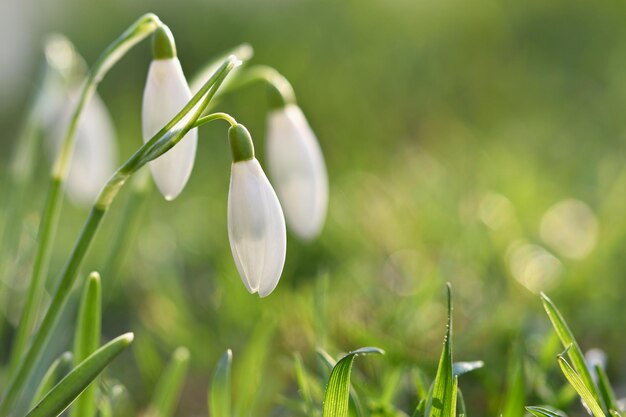 Весенние цветы подснежники Красиво цветущие в траве на закате Amaryllidaceae Galanthus nivalis