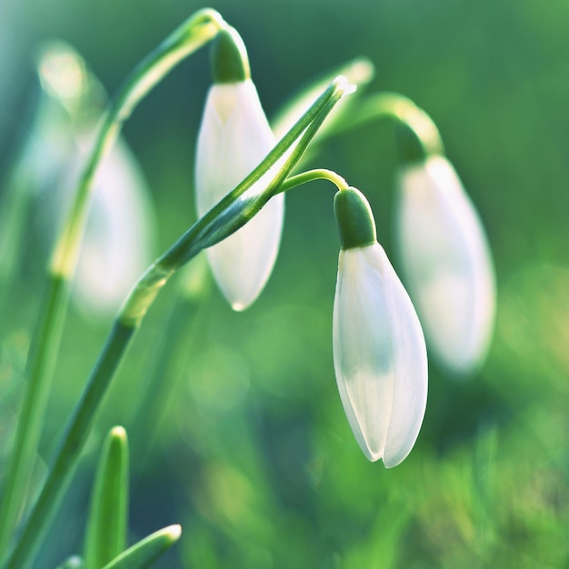 Spring flowers snowdrops Beautifully blooming in the grass at sunset Amaryllidaceae Galanthus nivalis