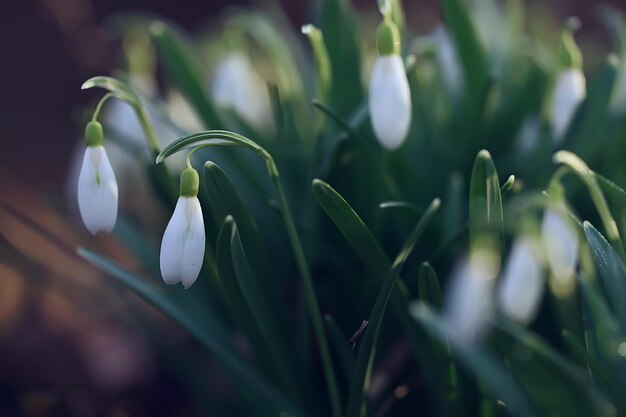 春の花、森の中の3月のスノードロップ、美しい自然の背景、小さな白い花