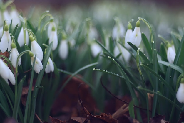 spring flowers, snowdrops in March in the forest, beautiful nature background, small white flowers