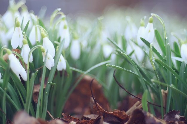 春の花、森の中の3月のスノードロップ、美しい自然の背景、小さな白い花
