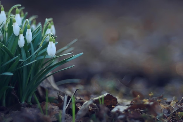 春の花、森の中の3月のスノードロップ、美しい自然の背景、小さな白い花