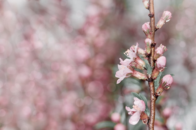 春の花。春の背景。太陽の光と自然の桜の花。コピースペース。セレクティブフォーカス。