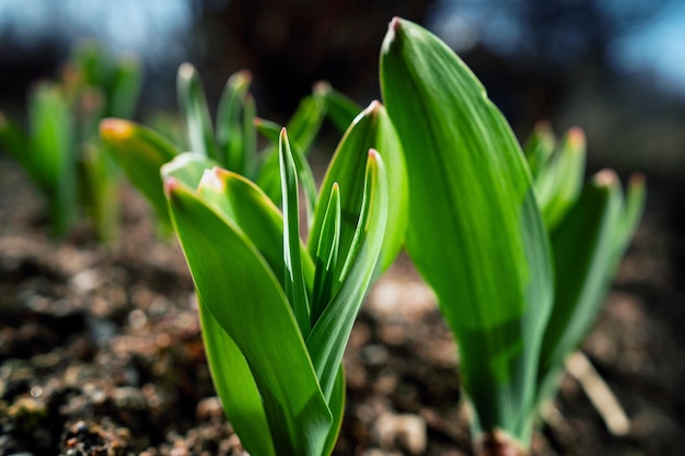 Spring flowers sprout in the field Nature wakes up after winter Beautiful blooms