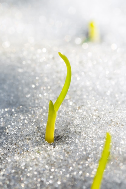 雪の中から春の花が咲きます