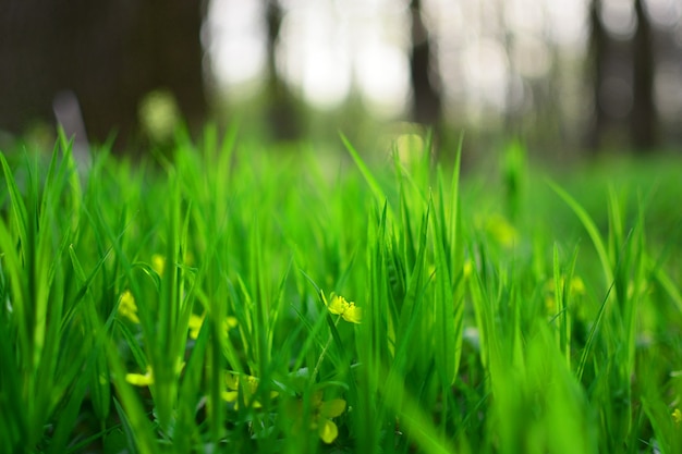 Spring flowers in the summer forest