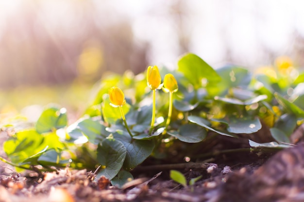 Spring flowers in the summer forest