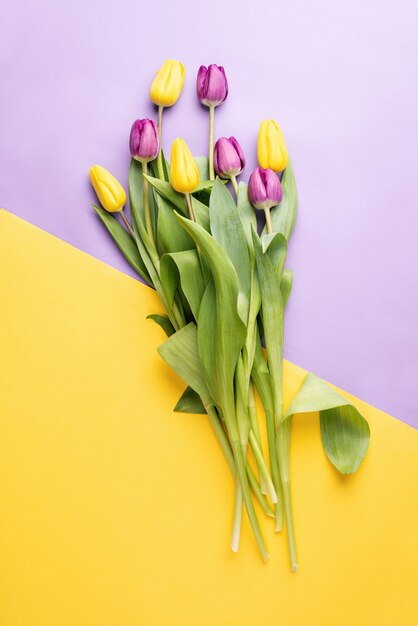 Spring flowers. Top view of yellow and purple tulips on double colored background.