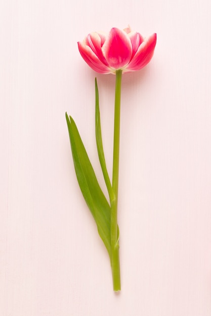 春の花。分離されたチューリップ