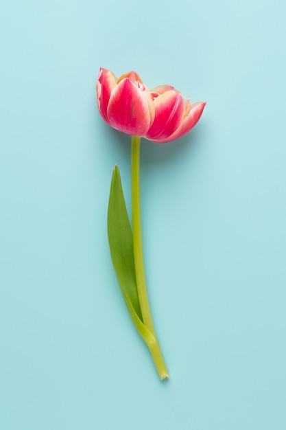 Spring flowers. Tulip isolated