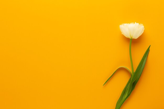Фото Весенние цветы. тюльпаны на фоне пастельных тонов. открытка ретро винтажный стиль.