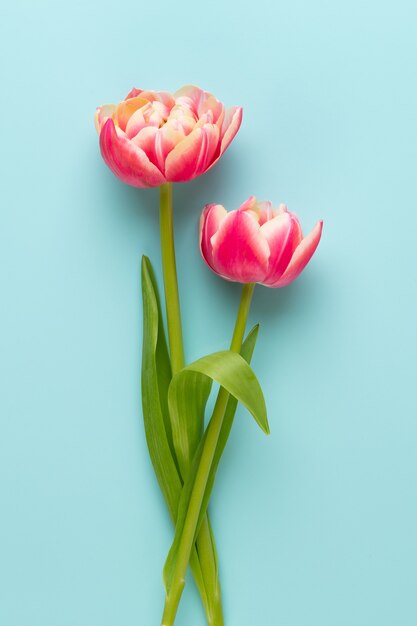 spring flowers. tulips on pastel colors background. greeting card retro vintage style. mother day, easter greeting card.