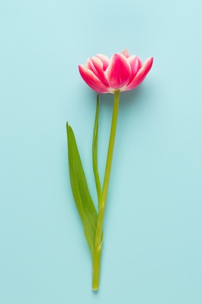 Spring flowers tulips on pastel colors table.