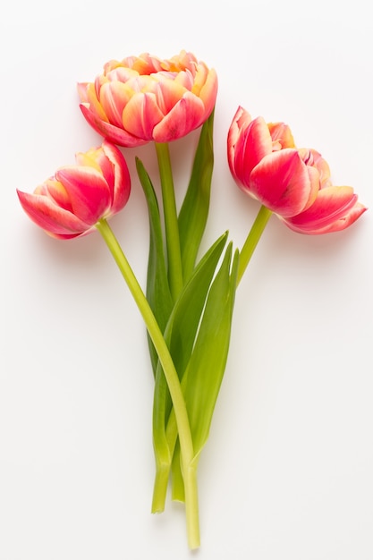 Spring flowers. Tulips on pastel colors.