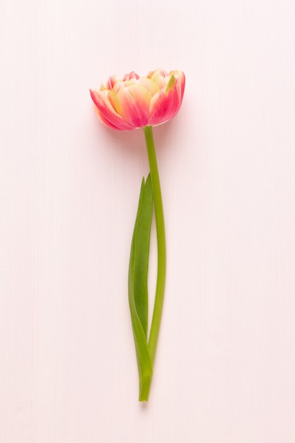 Spring flowers. Tulips on pastel colors.