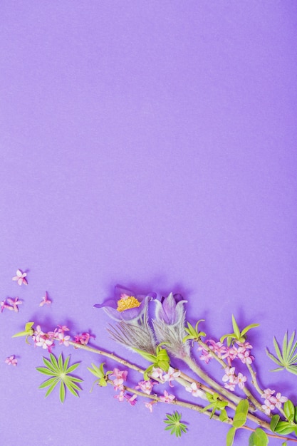 紫の春の花