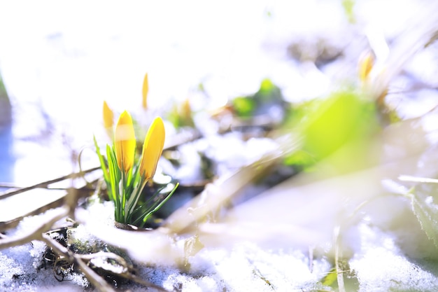 春の花、白いクロッカススノードロップ太陽光線。春の田舎の白と黄色のクロッカス。新鮮な楽しい植物が咲きました。若いもやし。