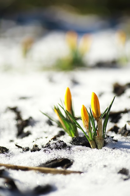 Spring flowers, white crocus snowdrops sun rays. white and\
yellow crocuses in the country in the spring. fresh joyous plants\
bloomed. the young sprouts.