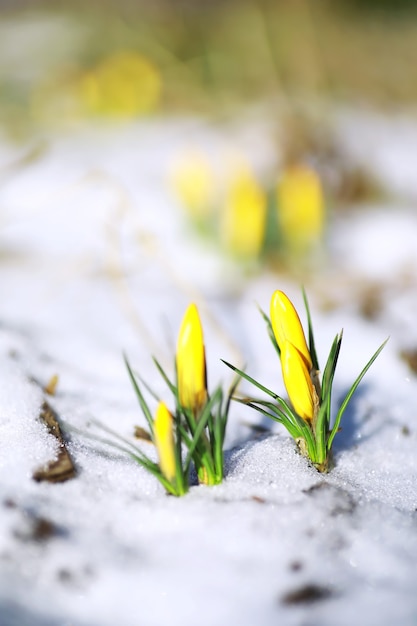 Spring flowers, white crocus snowdrops sun rays. White and yellow crocuses in the country in the spring. Fresh joyous plants bloomed. The young sprouts.