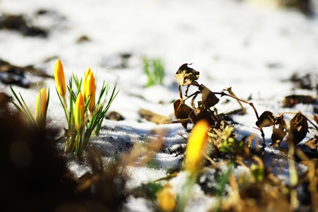 Spring flowers, white crocus snowdrops sun rays. White and yellow crocuses in the country in the spring. Fresh joyous plants bloomed. The young sprouts.