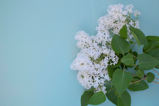 Spring flowers White lilac with green leaves on a blue background flat arrangement View from above Place for text