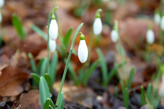 Spring flowers white snowdrops in the forest. Soft focus.