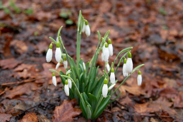 Spring flowers white snowdrops in forest
