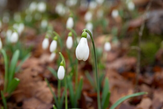 Spring flowers- white snowdrops in the forest.