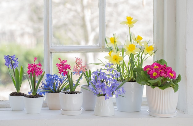 Spring flowers on windowsill