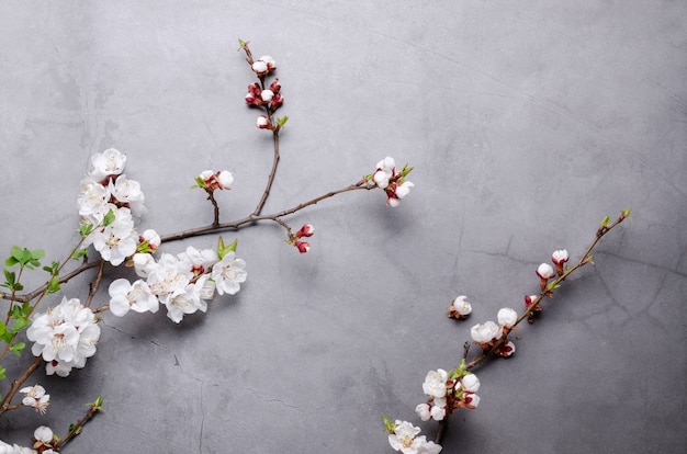 Spring flowers with branches blossoming apricots on grey background. Flat lay concept.